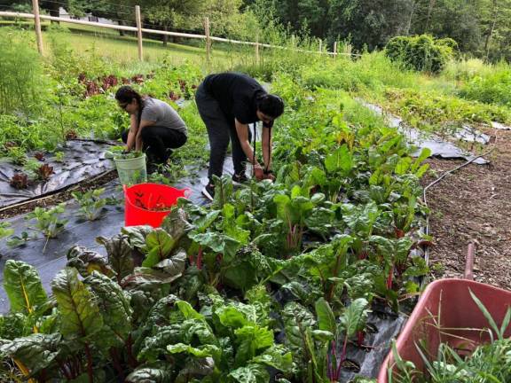 Muslim students working in Venjara's garden.