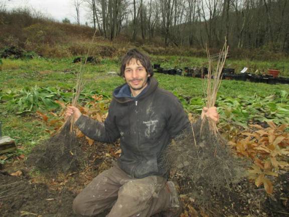 Nuts 4 nuts Silver raises 10,000 to 20,000 seedlings a year to sell, in addition to a few hundred for himself.