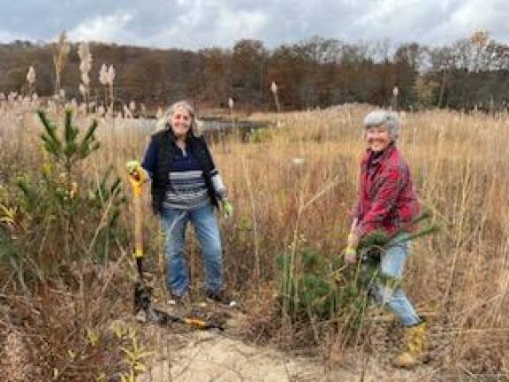 Turning lawns into lifelines Volunteers Dorothy Ziegelbauer and Tatyana Kemarskaya digging up sweet fern and white pine saplings in the fall 2024 during the Wild Woods restoration project at Seven Lakes, to be replanted in the Pollination Meadow in Tuxedo Park NY.