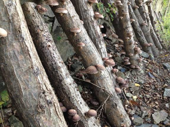 A spoonful of fire Shiitake logs fruiting at the six-acre farm where Berman also grows the ingredients for her cider.