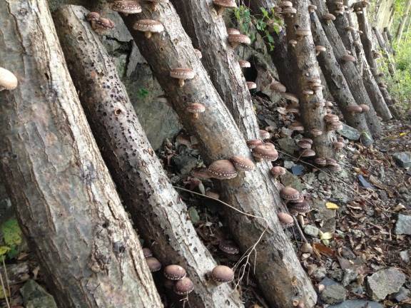 Shiitake logs fruiting at the six-acre farm where Berman also grows the ingredients for her cider.