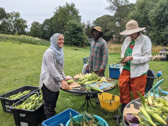 Harvesting corn at Freedom Farm.