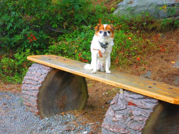 Benched Henry on the Overcliff Trail, Mohonk Preserve, Kerhonksen, N.Y. (Photo by Pamela Chergotis)