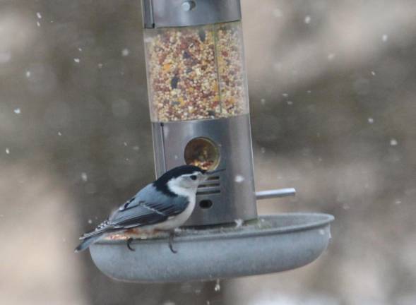 White breasted nuthatch. Smaller birds come and go at will, but only one of the larger birds occupies the feeder at a time.