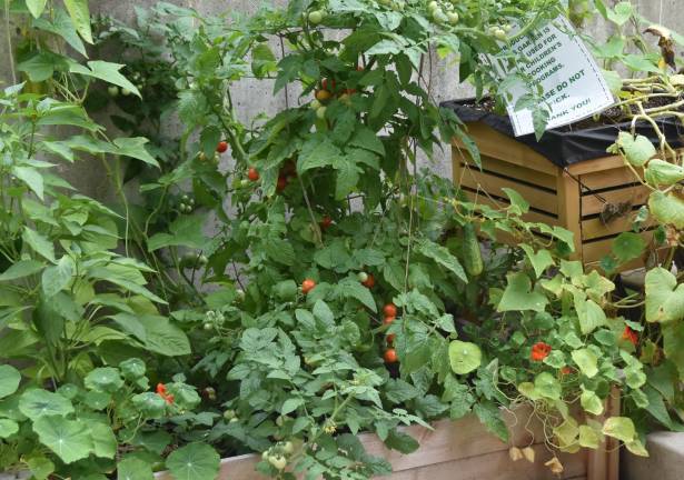 Tomatoes and cucumbers will be featured on an upcoming menu for the kids' cooking class.