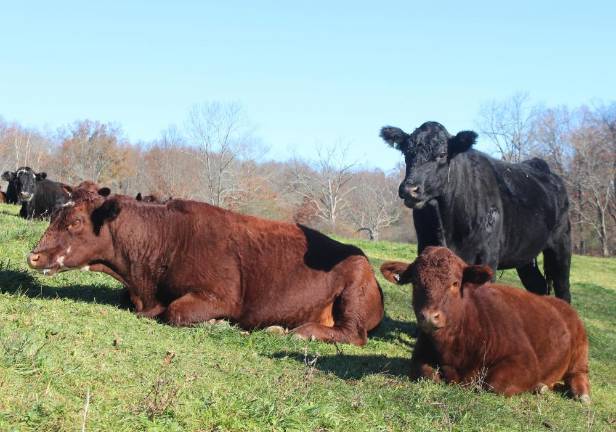 Farmer M.A. Lain is open to the possibility of using a methane reducing feed additive, if it’s established to be safe and effective.