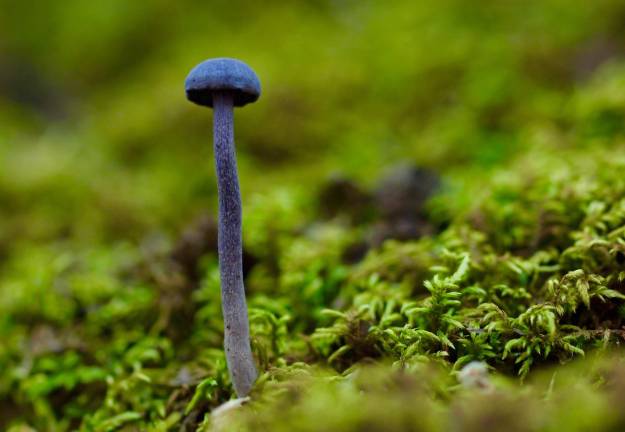 A mushroom hunter’s Shangri-La A mushroom hunter’s Shangri-La
