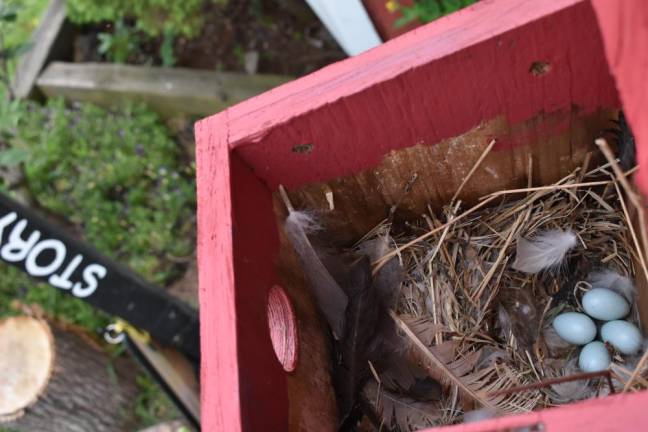 A robin laid a clutch of eggs in a nesting box that Alix sourced secondhand and repainted.