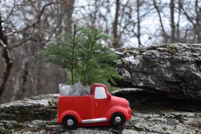 The truck-tree, a Walmart checkout-aisle impulse buy, awaiting planting after fluorishing through the winter.