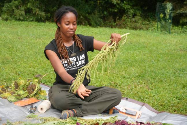 Indigenous cultures used amaranth plants for their leaves and seeds.