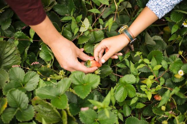 Diane Aboushi harvesting strawberries with daughter Malaak, 7