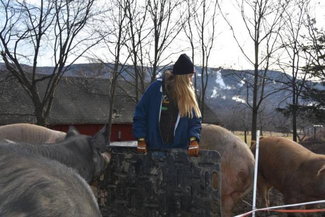 Jessica Ciona uses a pig shield when she's in with the massive breeding stock at Vernon Valley Farm.