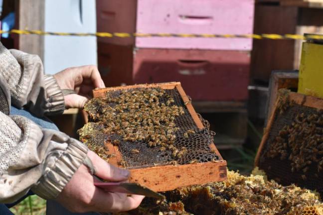 The EpiPen kid Harrison working his bees barehanded. He gets stung so often that by the end of the season, he hardly reacts anymore.