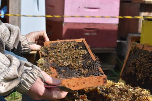 Harrison working his bees barehanded. He gets stung so often that by the end of the season, he hardly reacts anymore.