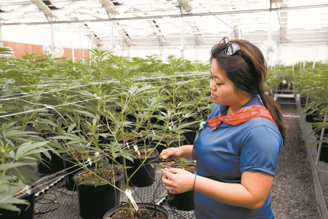 Noni Goldman, 30, takes care of the &quot;mothers,&quot; the four-to-five-month-old plants from which cuttings are taken.