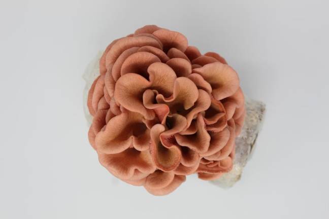 Stuff we dig Oyster mushroom kit