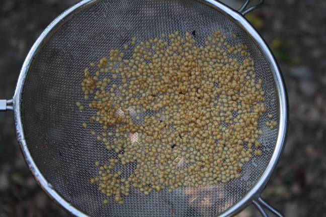 Saving tomato seeds at the Hudson Valley Seed Company.