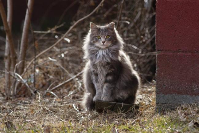 A feral cat standing alongside a barn at 10 Fence Rd Warwick NY on Thursday January 30, 2020 ROBERT G BREESE