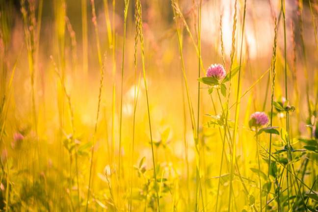 Nature background concept. Beautiful summer nature meadow background. Flowering green meadow on spring sunset light. Bright summer spring nature banner design. Inspirational nature closeup meadow.