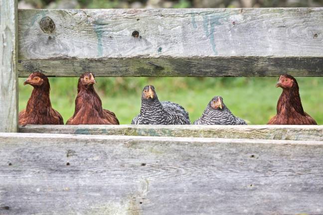 Calling all backyard chicken keepers: survey If you keep 50 or fewer birds, we’d love to hear from you.