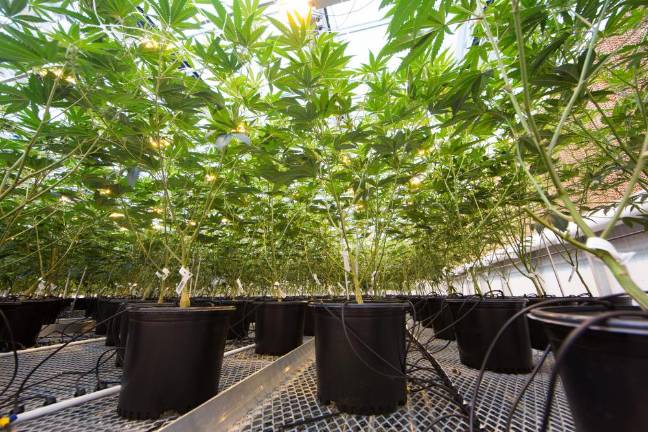 Marijuana-years* Marijuana is getting not only more accessible, but also more potent.