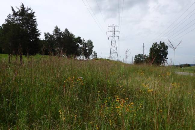 Turning lawns into lifelines Under the utility line at Black Bear Golf Club in Franklin, NJ is a quarter-acre pollinator corridor.