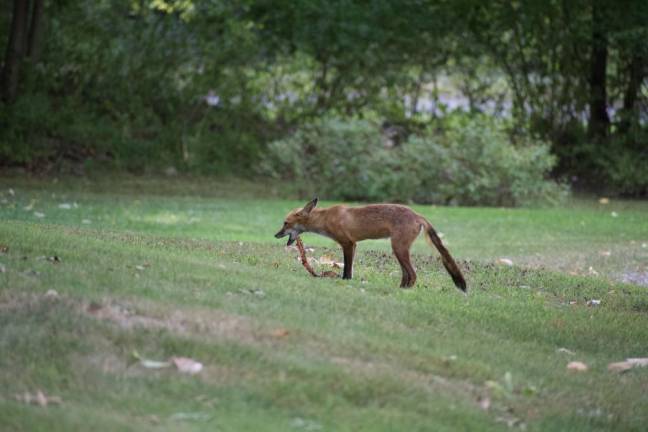 Little Red cleaning up after the herons, then the turkey vultures, were done with a big fish.