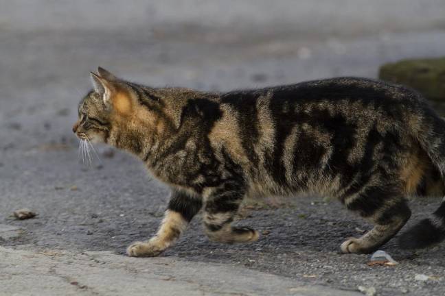 Curiosity and the cats A cat on the prowl at 10 Fence Rd Warwick NY on Thursday January 30, 2020 ROBERT G BREESE