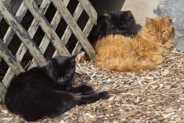 Curiosity and the cats Cats at 10 Fence Rd Warwick NY on Thursday January 30, 2020 ROBERT G BREESE