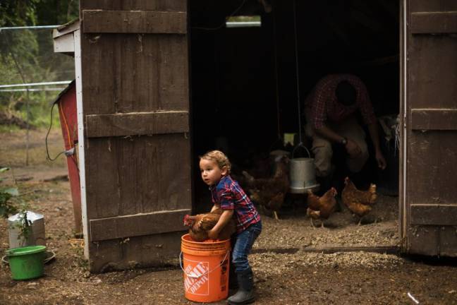 Whatever Noah, 2, is doing, the hen doesn’t appear to mind