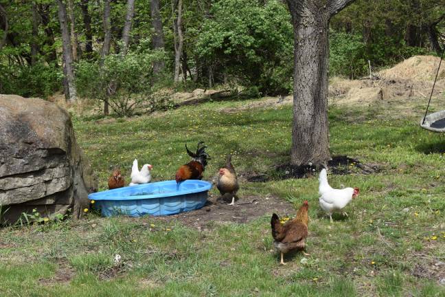 Coop dreams After losing two-thirds of her flock, Gilda Burke only lets her chickens free-range when someone’s outside with them on her 2.6-acre property in the Town of Warwick.