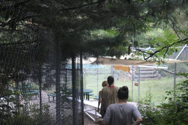After a morning of wolf sighting, visitors walk back down to the ambassador wolves’ enclosure.