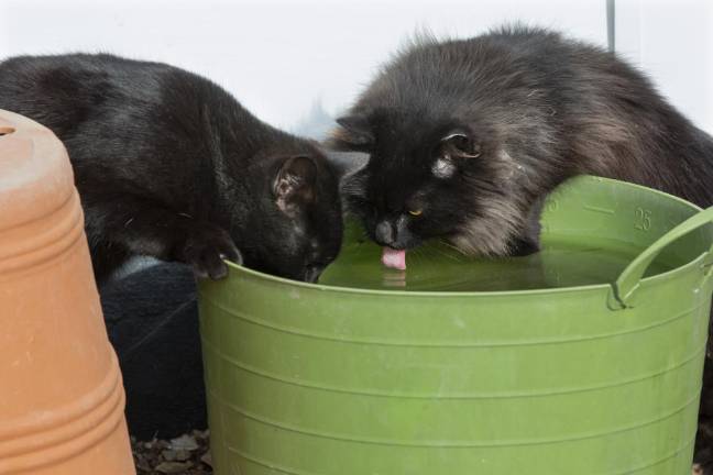 Cats get a drink from an ice covered planter at 10 Fence Rd Warwick NY on Thursday January 30, 2020 ROBERT G BREESE