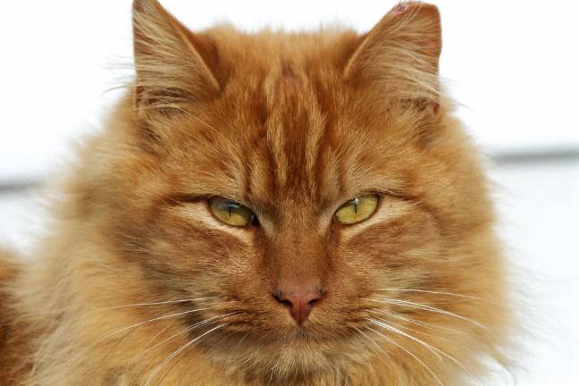 Curiosity and the cats The face of a feral cat taken at 10 Fence Rd Warwick NY on Thursday January 30, 2020 ROBERT G BREESE