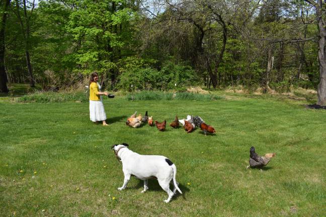 Coop dreams Burke’s dogs get along with the chickens.