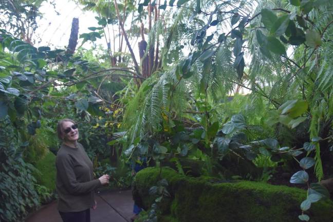 Frondly yours The tree fern.