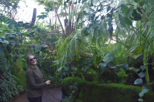 The tree fern.