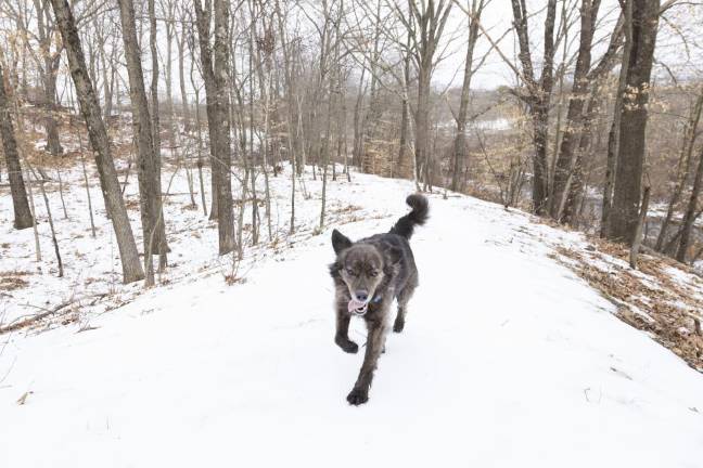 Teo roams the grounds of Freedom Farm Community in Otisville NY on March 1, 2022.