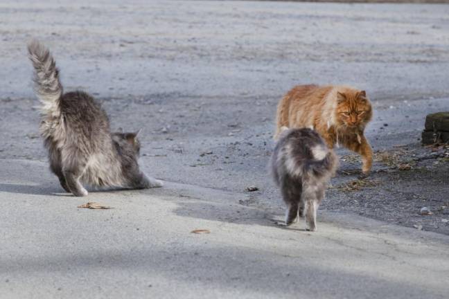 Curiosity and the cats Cats at 10 Fence Rd Warwick NY on Thursday January 30, 2020 ROBERT G BREESE