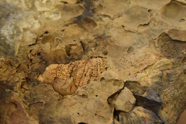 Cracking open deep time A streptelasmus, a genus of coral that went extinct 359 million years ago, when our region was located near present-day Florida and deep at the bottom of an ocean.