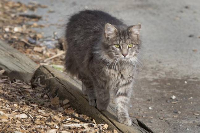 Curiosity and the cats A cat makes its way along a log at 10 Fence Rd Warwick NY on Thursday January 30, 2020 ROBERT G BREESE