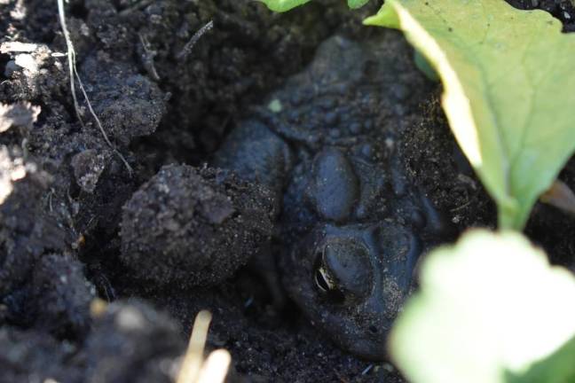 Arugula Toad in her favorite garden bed.