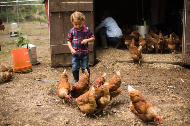 Noah, 2, with the laying flock