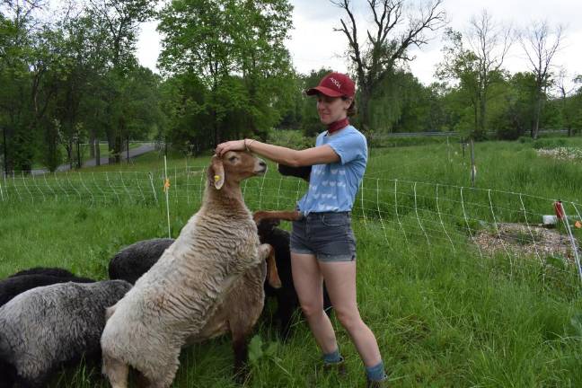 Alix with her herd of 13 karakul sheep, an endangered breed.