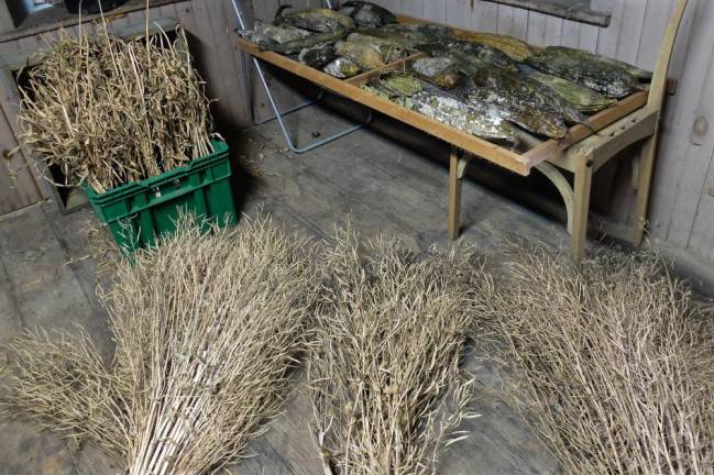 Varieties of kale dried for seed, along with garlic and loofah squash drying in a cellar at The Armstrong Farm. Since moving to the farm in 2013, Berman's focus has been on becoming a food source for the community.