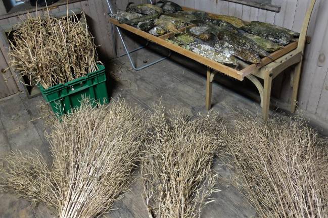 A spoonful of fire Varieties of kale dried for seed, along with garlic and loofah squash drying in a cellar at The Armstrong Farm. Since moving to the farm in 2013, Berman's focus has been on becoming a food source for the community.