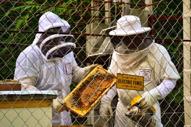 Mang and his brother working the Cherry Ridge Honey hives in Wayne County, PA.