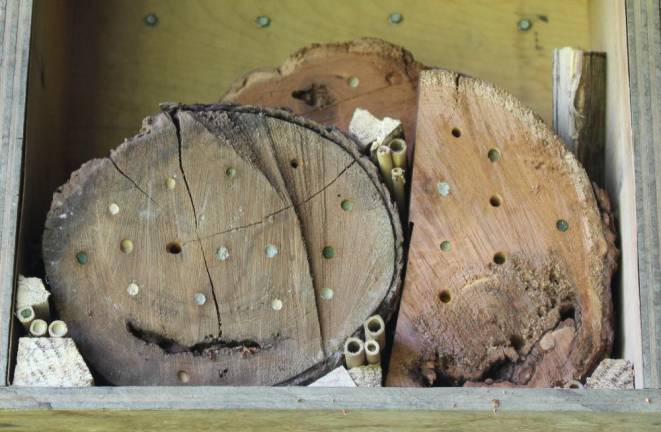 A bee hotel the writer built this year on his farm. Note the holes sealed with pale mud. That means eggs have been laid in them.