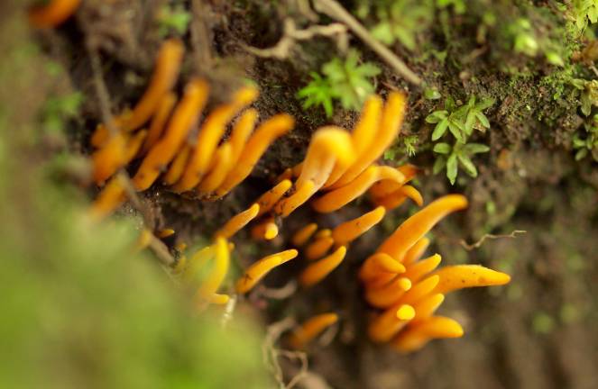 A mushroom hunter’s Shangri-La Spotting a type of coral fungus for the first time during our foray in Genekha.