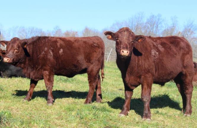 Cows at Kezialain Farm. When the Orange County dairy business took a dive, farmer M.A. Lain and his son Milton shifted strategy, raising grass-fed, organic beef.